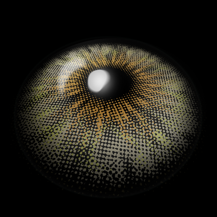 Dolphin Gray | 1 Year