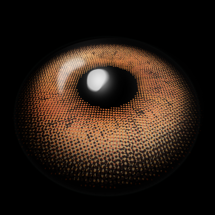 Encounter Brown | 6 Months