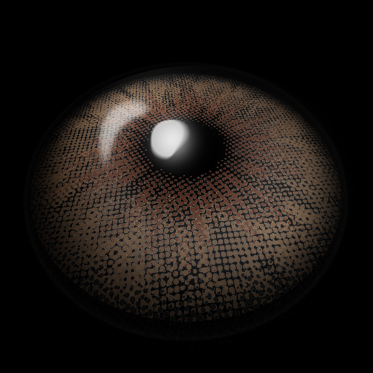 Dolphin Hazel | 1 Year