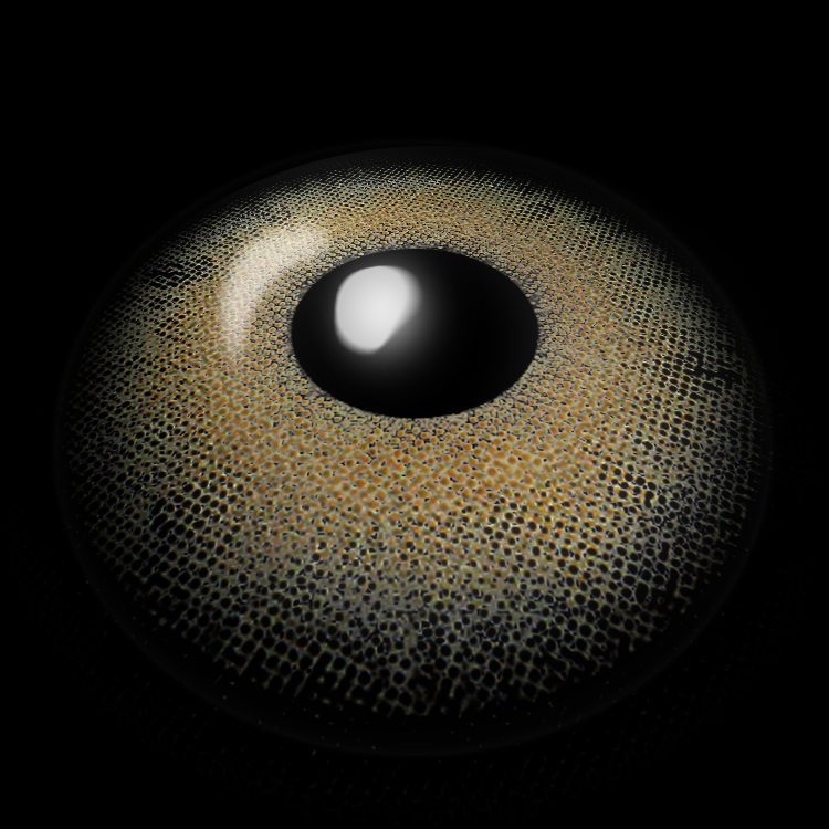 Wolf Shadow Gleam Gray | 1 Year