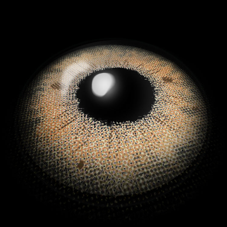 Stormy L-Brown Colored Contact Lenses 3D Display