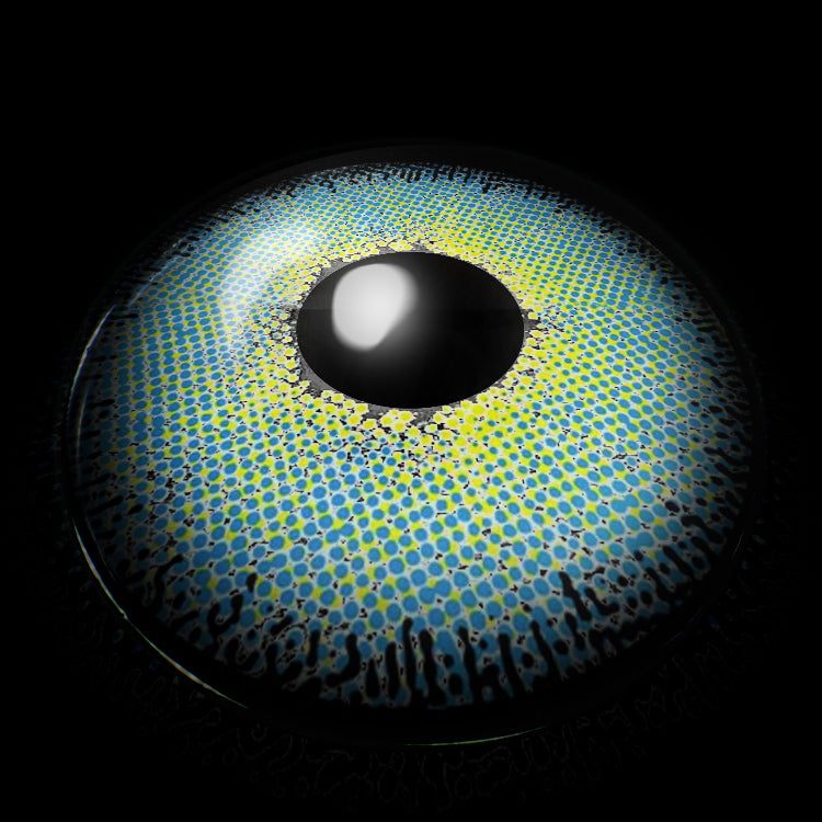 Mystic Blue | 1 Year