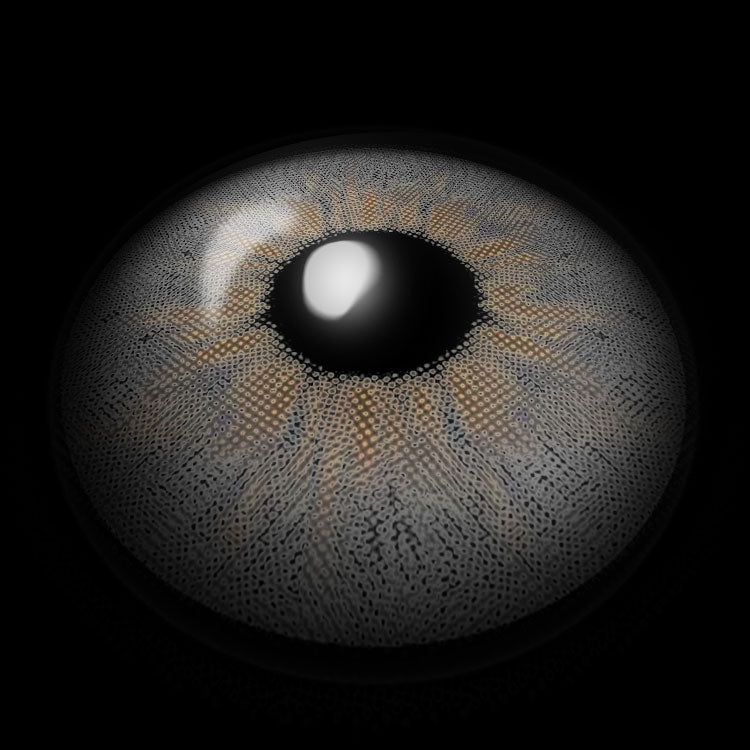 Fiesta Gray Colored Contact Lenses 3D Display
