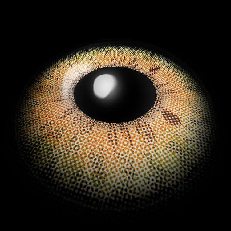 Stormy D-Brown Colored Contact Lenses 3D Display