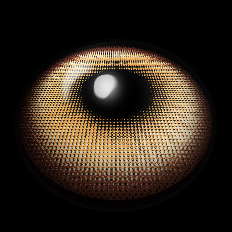 HaloPop Hazel | 6 Months